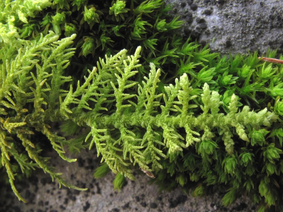 Sphagnum fallax