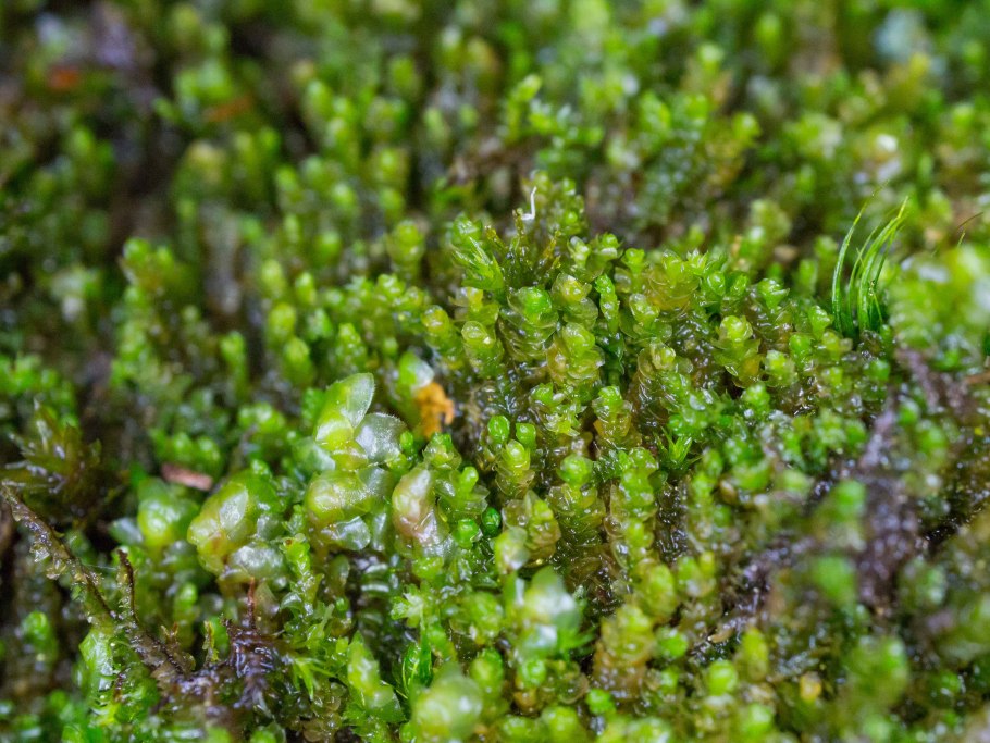 Юнгерманниевые мхи