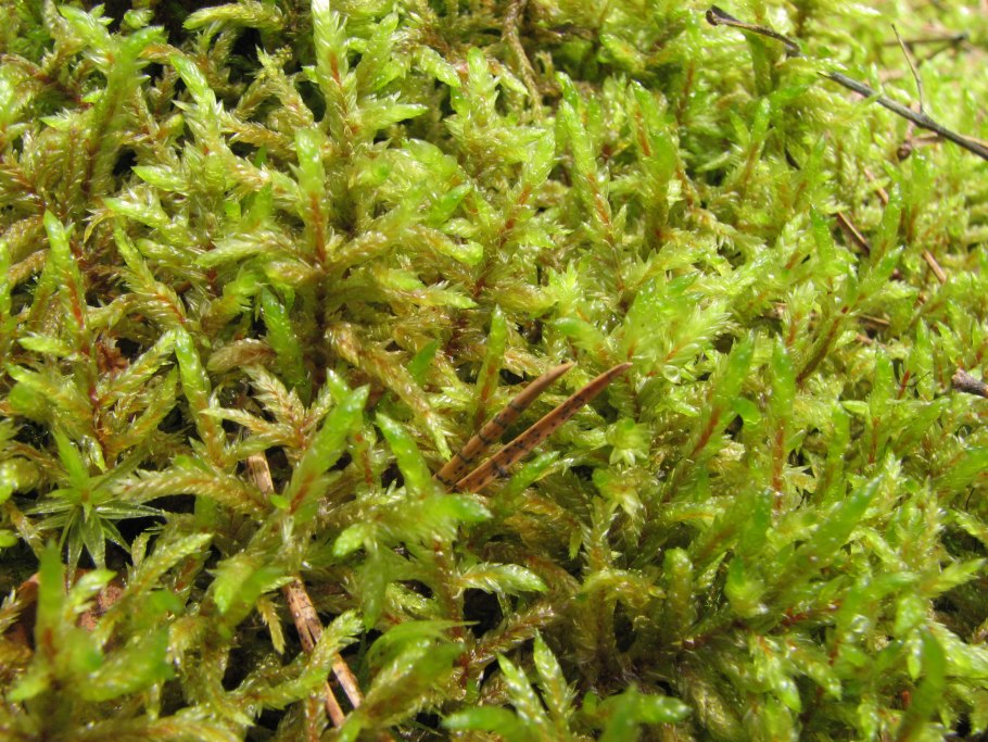 Явлинский мох