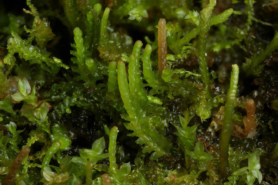 Аномодон длиннолистный