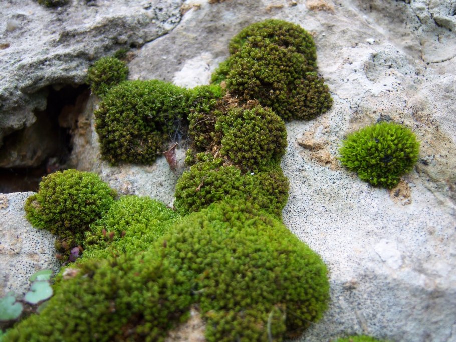 Уличный мох в палюдариуме