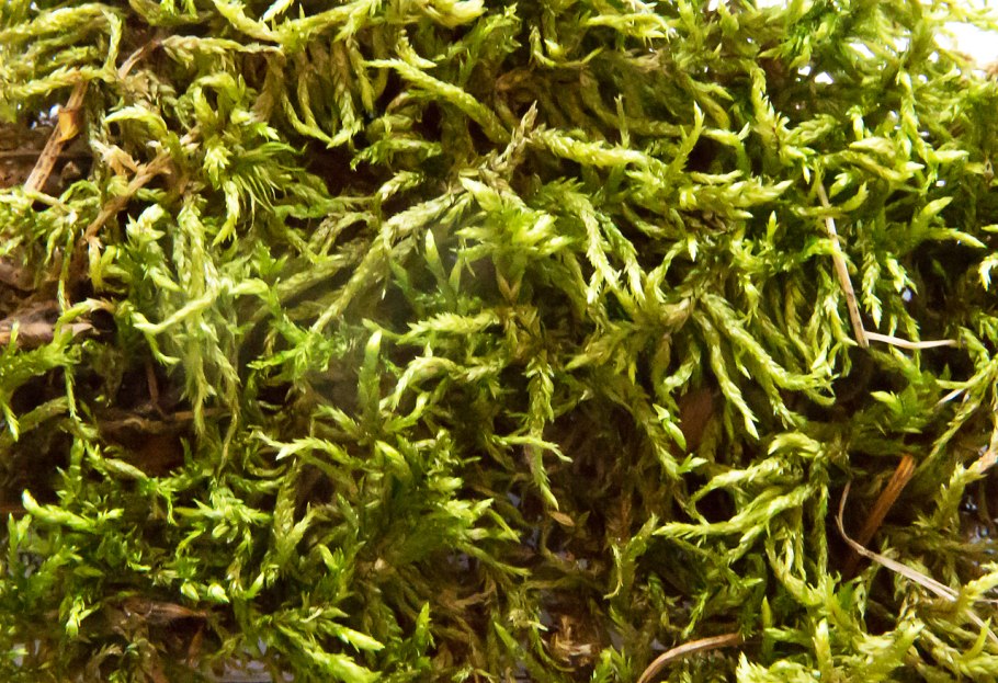 Морские растения на камнях