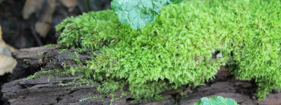 Микро мох