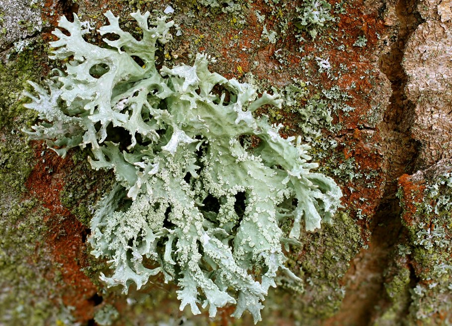 Мох на лице