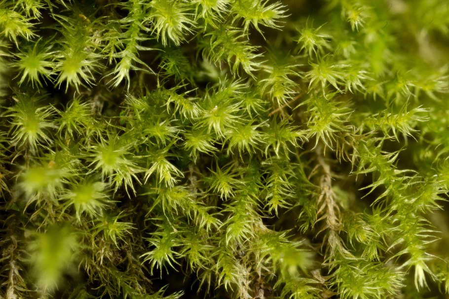 Птилиум мох