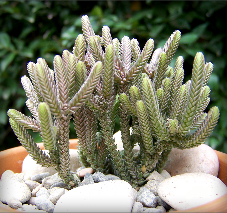 Плаун булавовидный