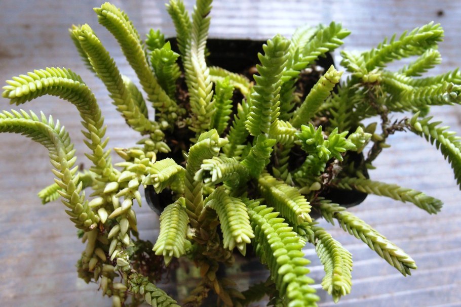 Хвощ булавовидный