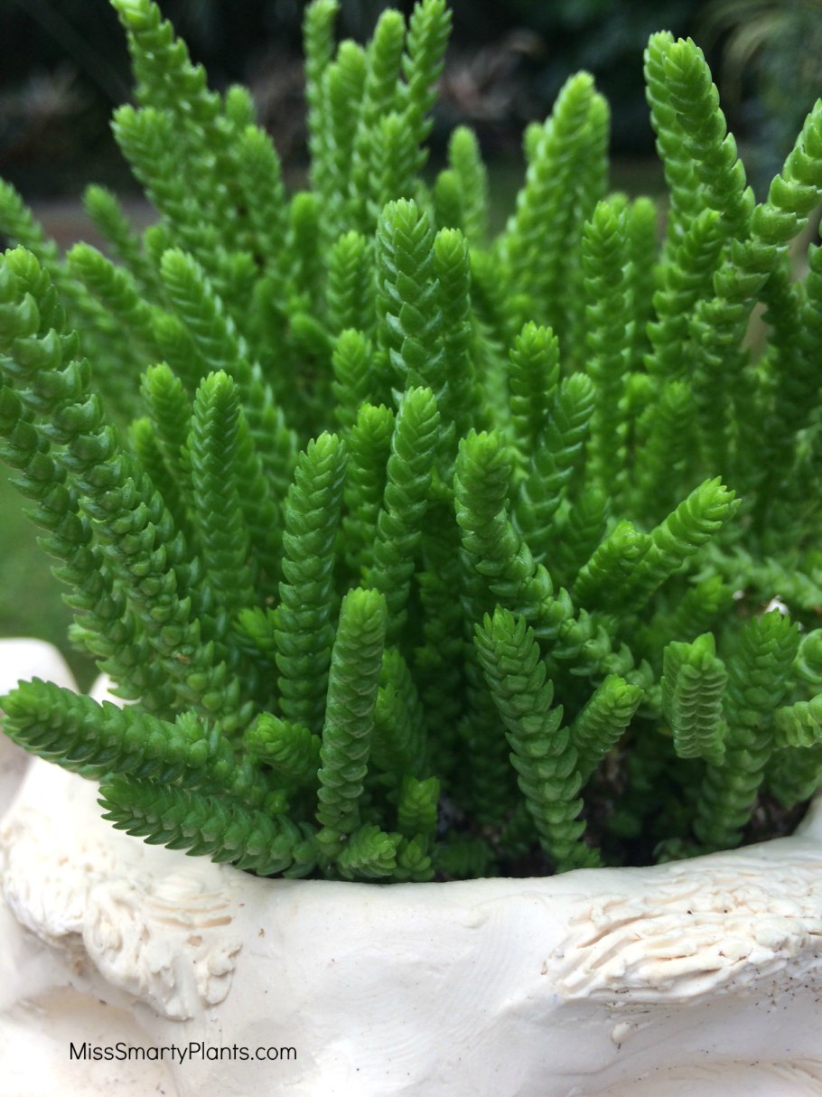 Плаун полевой