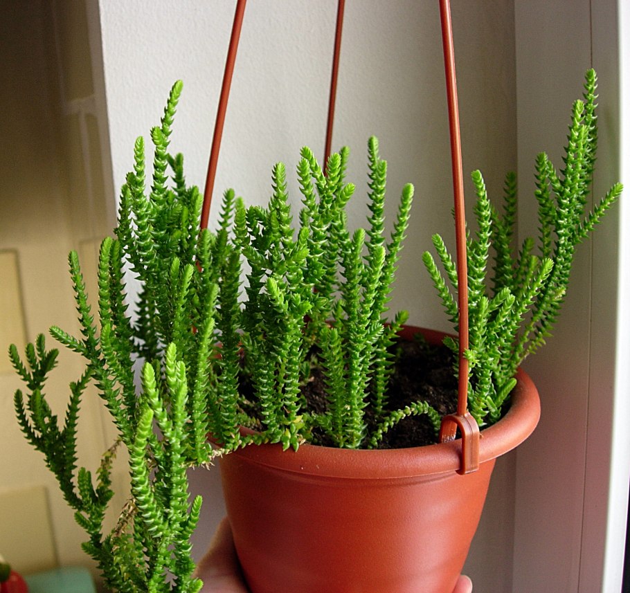 Плаун булавовидный строение