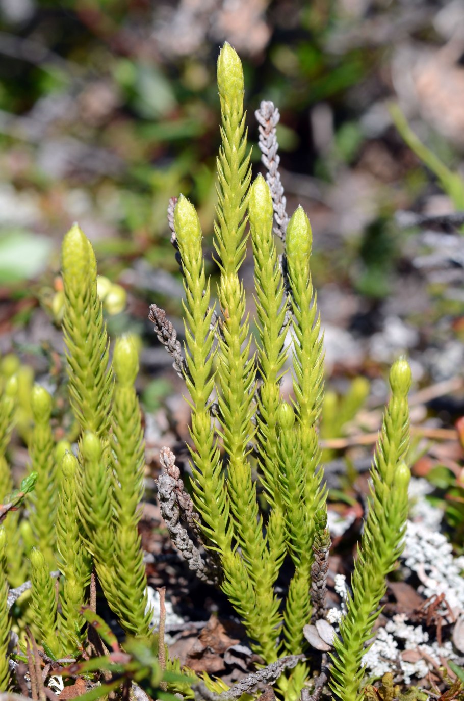 Плаун годичный( Lycopodium annotinum l.)