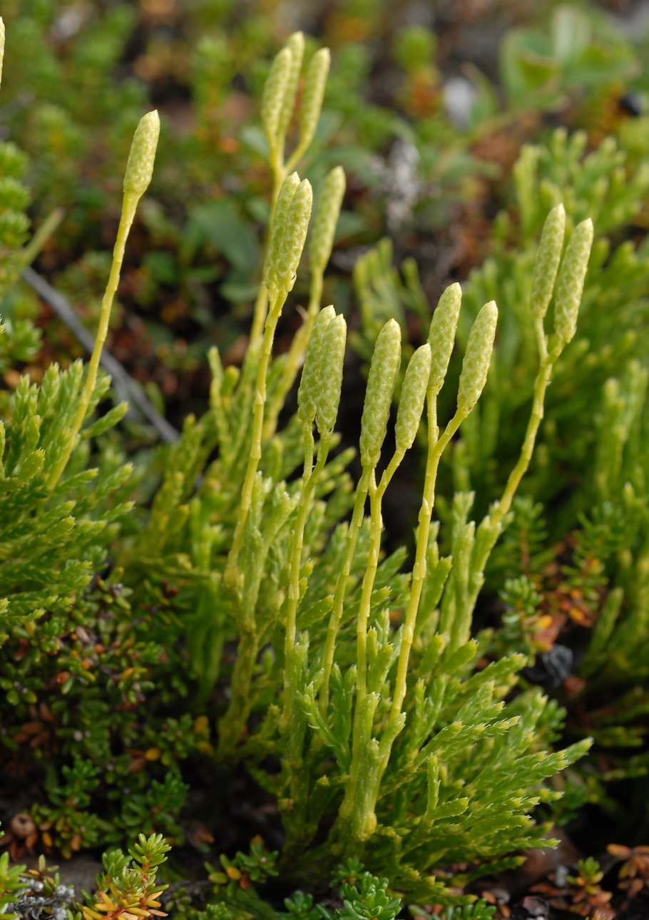 Плаун булавовидный (Lycopodium clavatum)