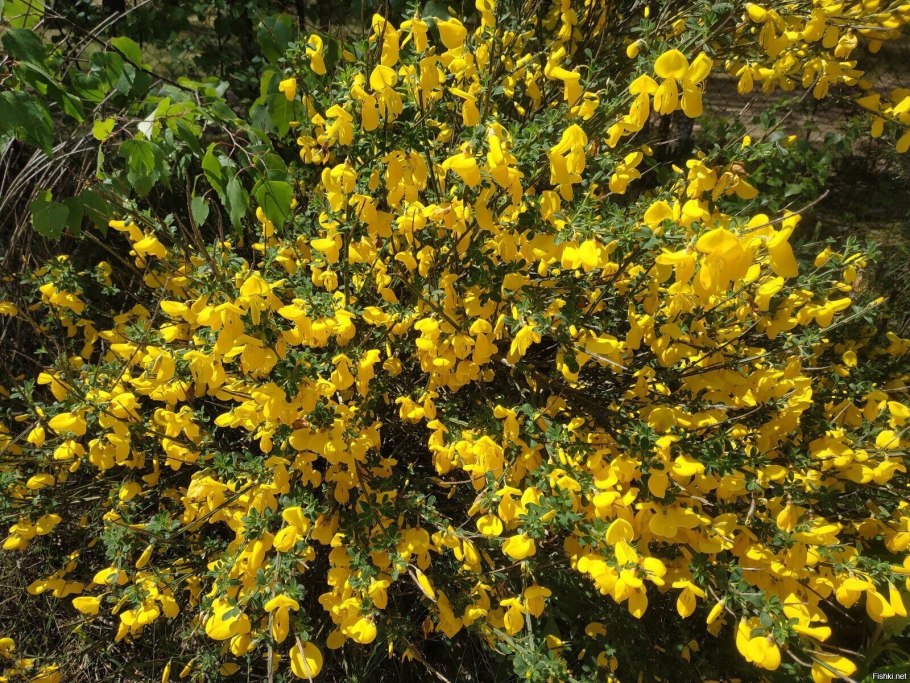 Дрок красильный (Genista tinctoria)
