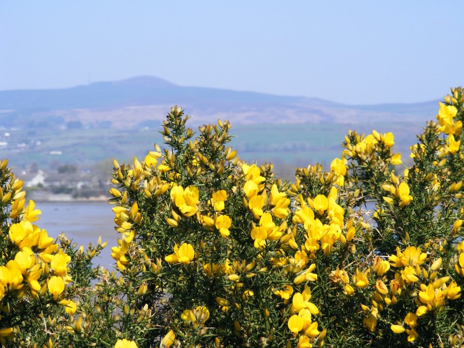 Дрок утесник