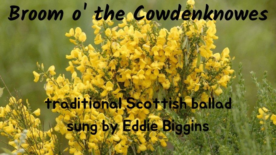 Испанский Дрок растение