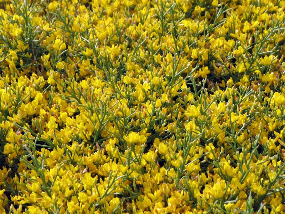 Дрок фиолетовый