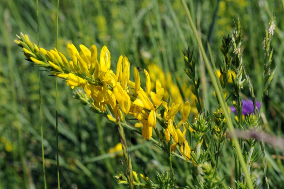 Дрок красильный (Genista tinctoria)