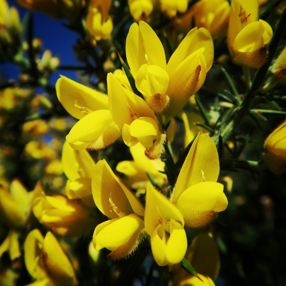 Дрок красильный (Genista tinctoria)