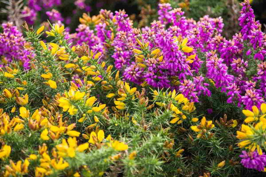 Sarothamnus scoparius