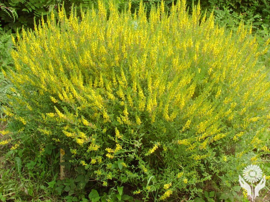 Дрок кустарник с Кавказа