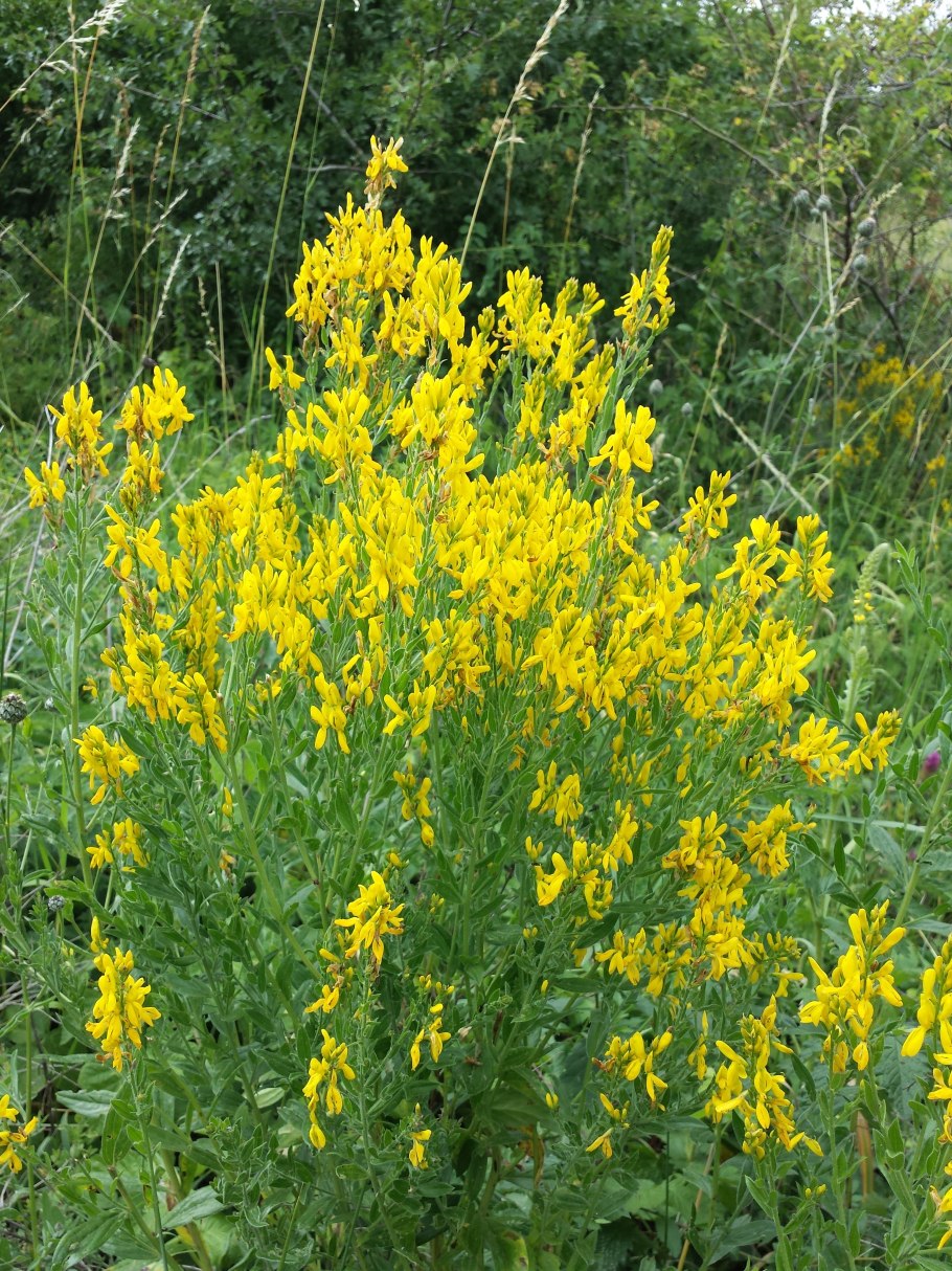 Cytisus scoparius