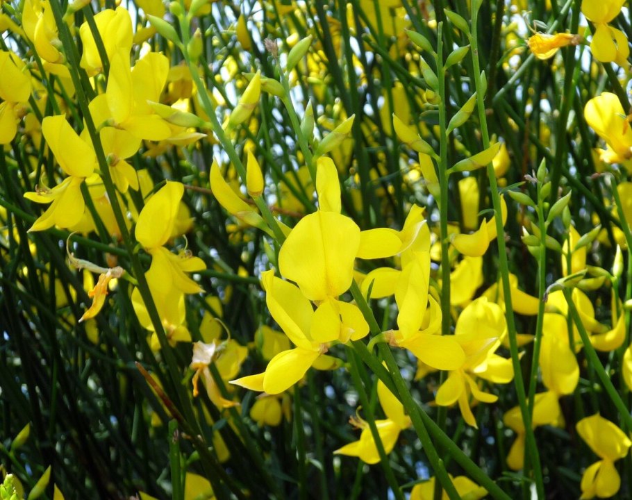 Дрок испанский кустарник