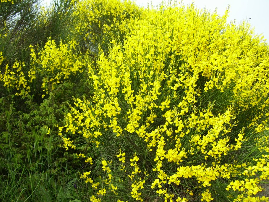 Дрок красильный