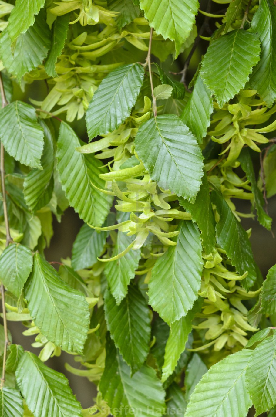 Граб обыкновенный листья