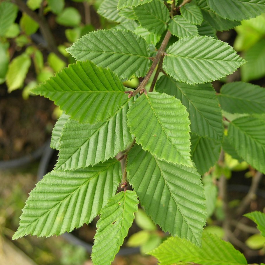 Carpinus orientalis плод
