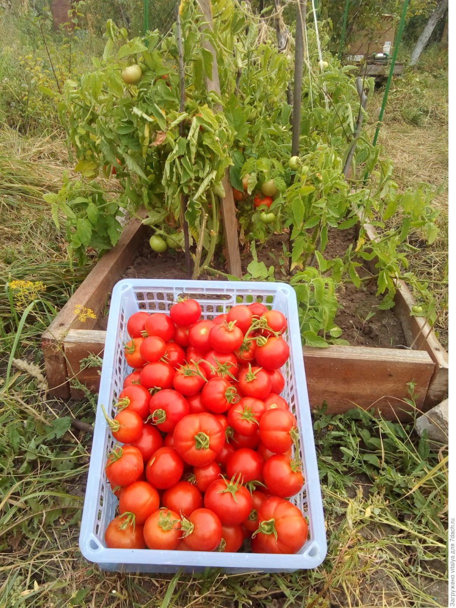 Томат Любаша f1