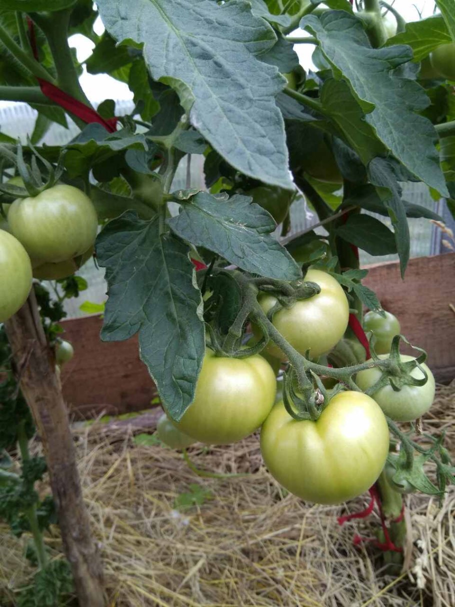 Томат Любаша f1