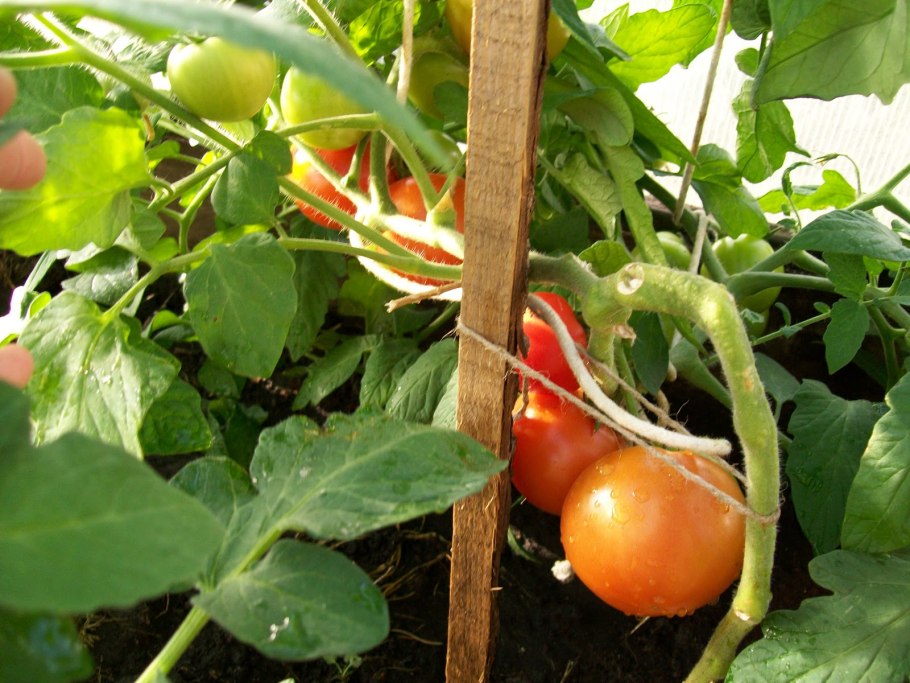 Томат Любаша f1