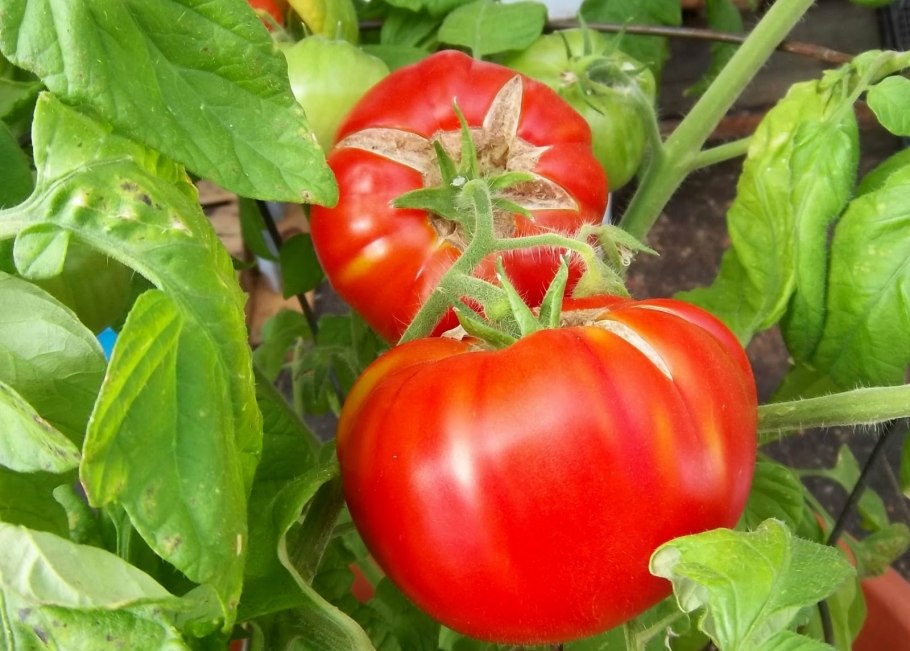 Сорт томатов Любаша