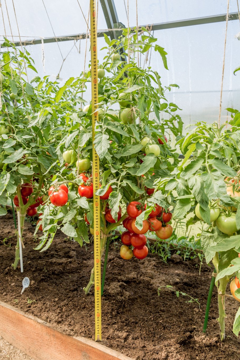 Томат Любаша f1 0,1г партнер