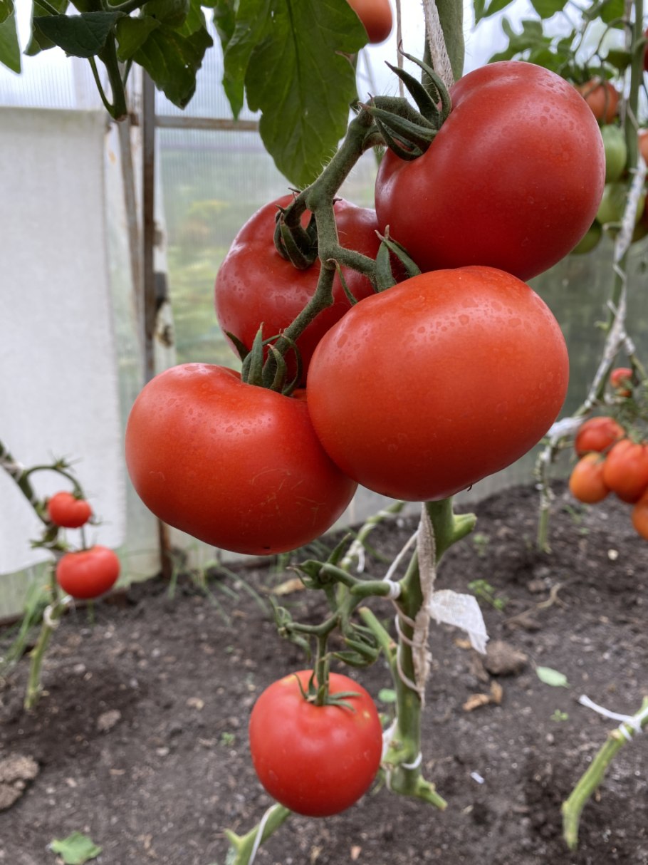 Томат Любаша рассада