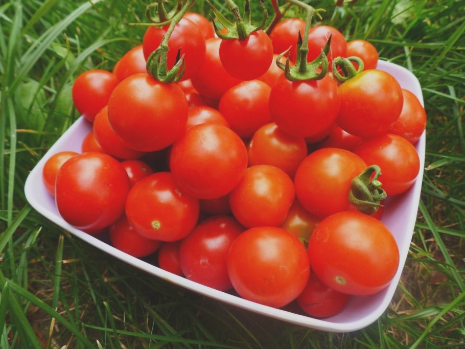 Томат Любаша f1