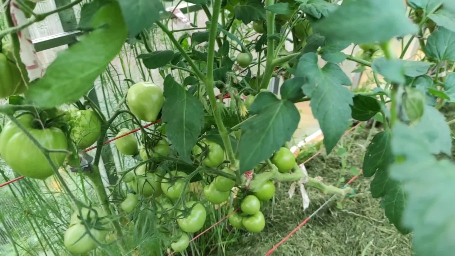 Сорт томата