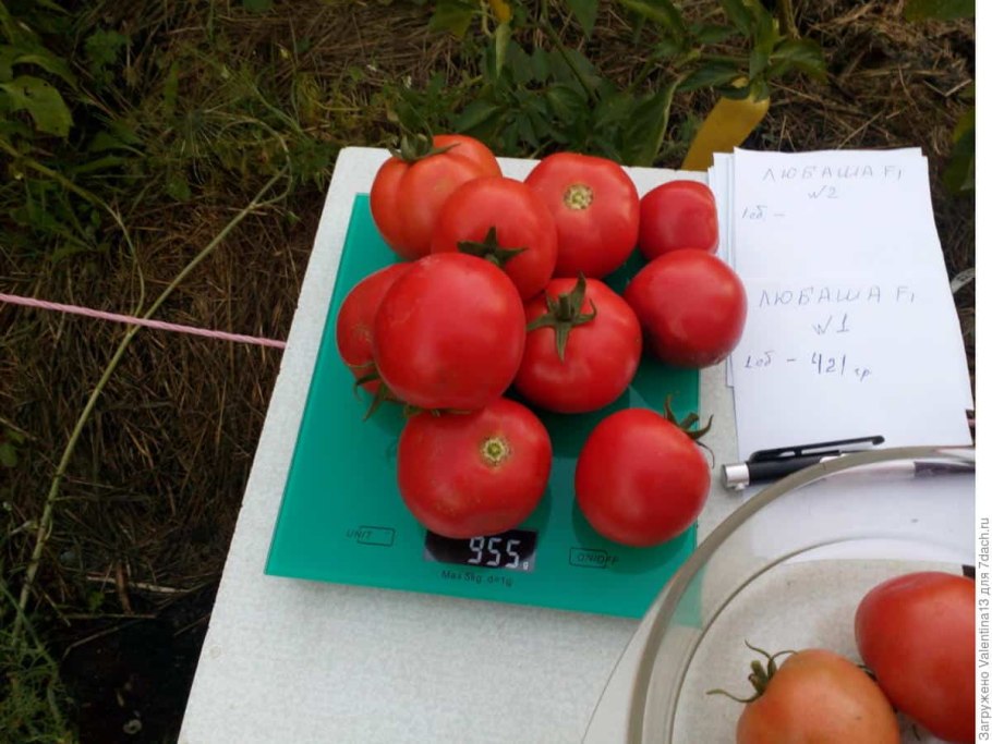Семена помидор Любаша