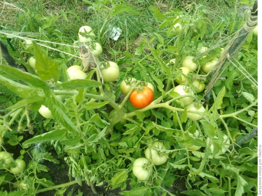 Семена партнёр интернет магазин