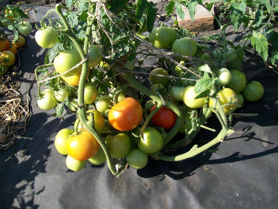 Томат Любаша f1