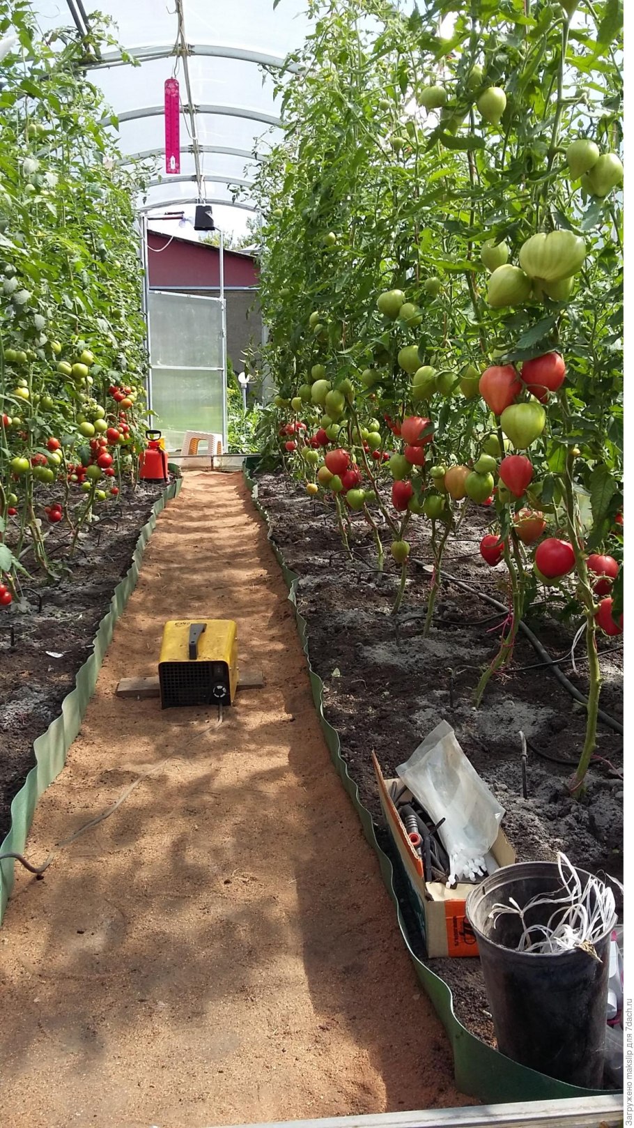 Теплица с помидорами