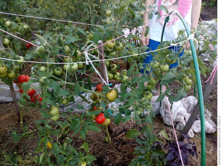 Помидор сорт