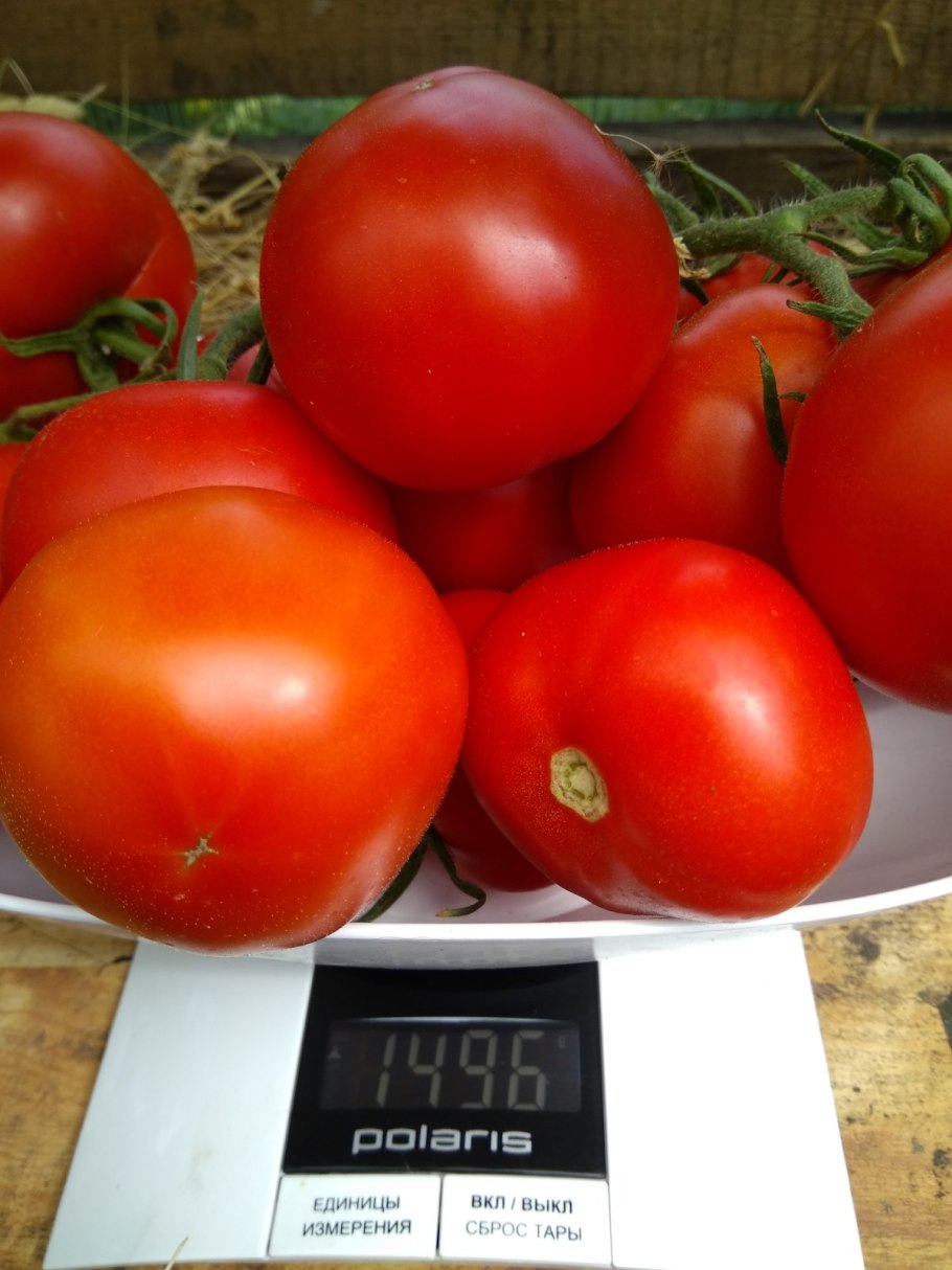 Томат Любаша f1