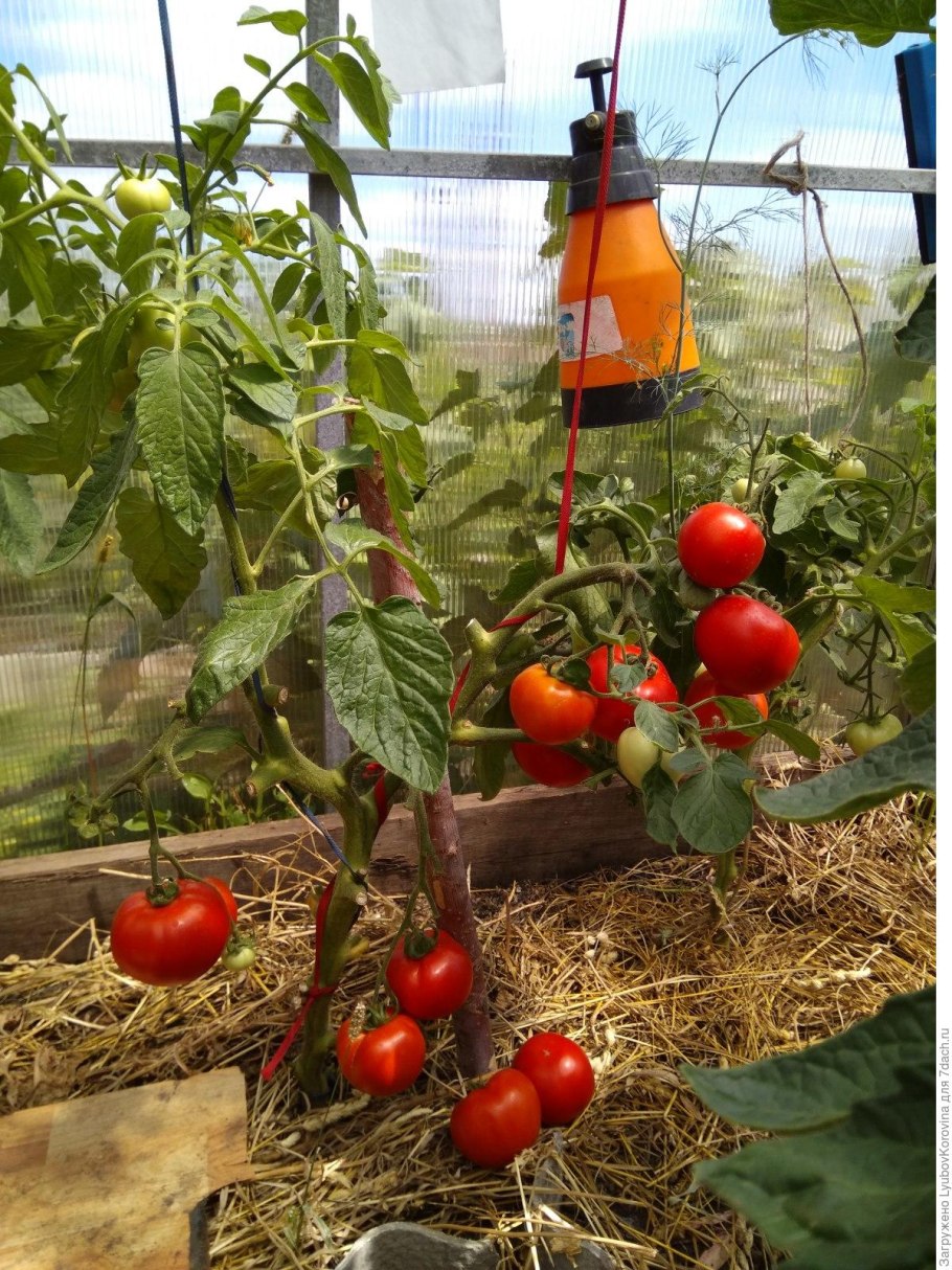 Помидор в теплице