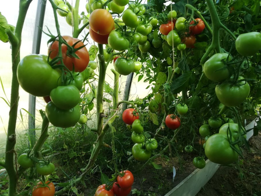 Помидоры Любаша ф1