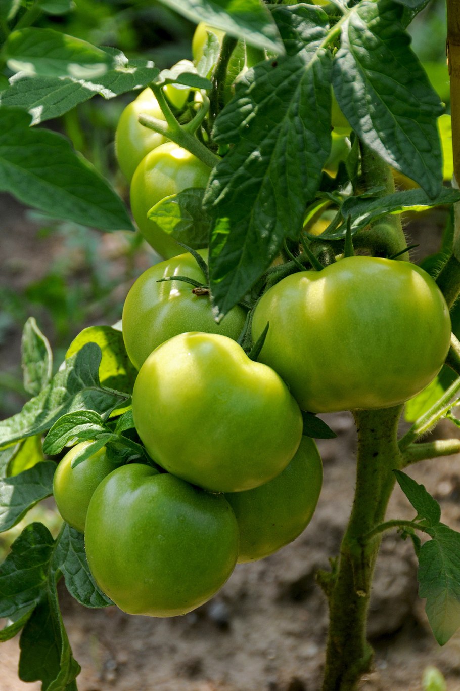 Сбор помидоров в открытом грунте