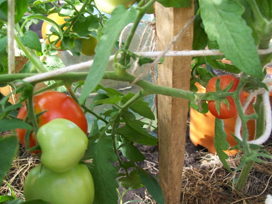 Сорт томатов Любаша