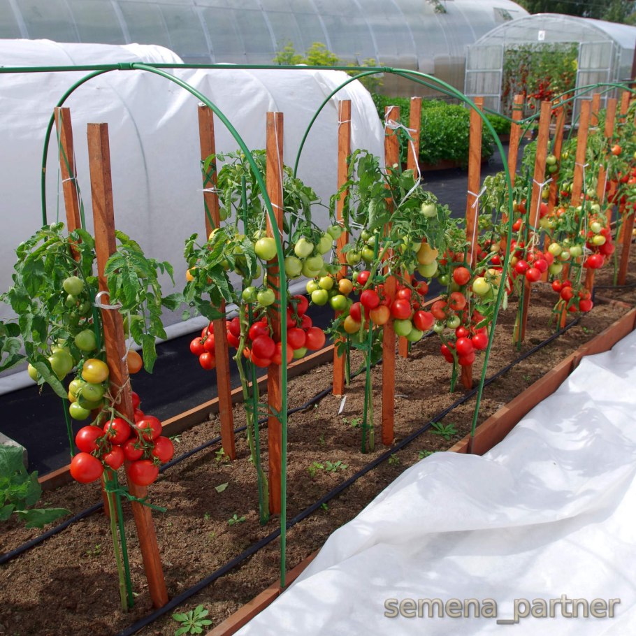 Семена Любаша