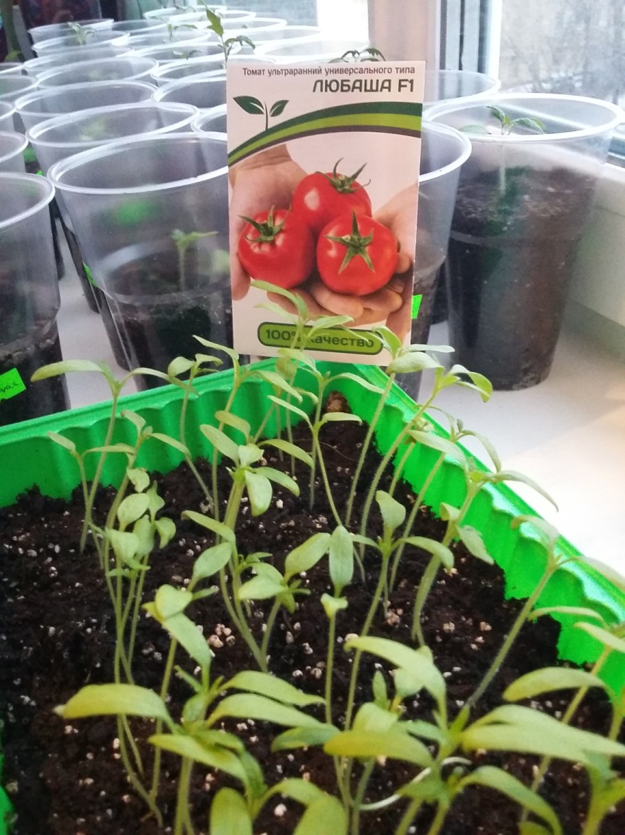 Партнер томат Пинк интуишн f1