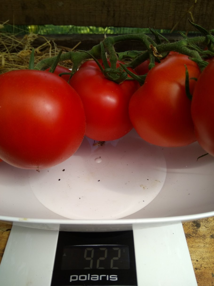 Томат Любаша f1 ® ( 2-Ной пак.)