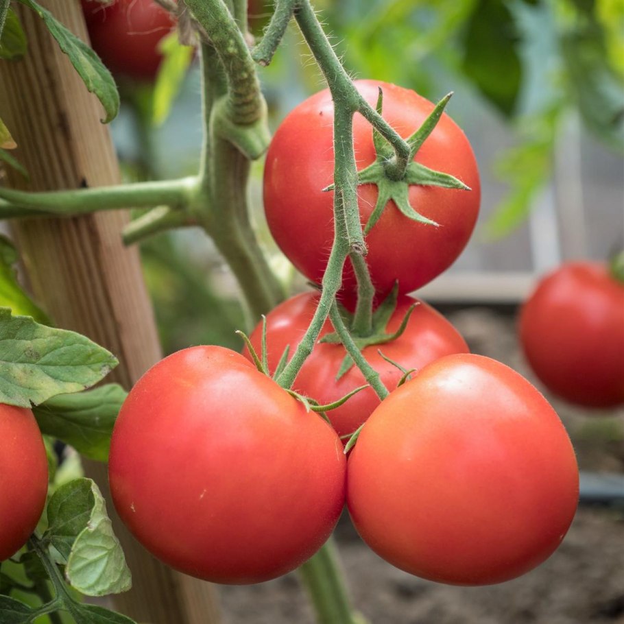 Томат Любаша семена партнер